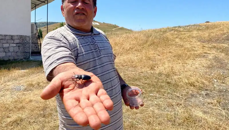 Sivas’ta Görülen Bu Böceğin Öldürülmesinin Cezası Tam 557 Bin TL!