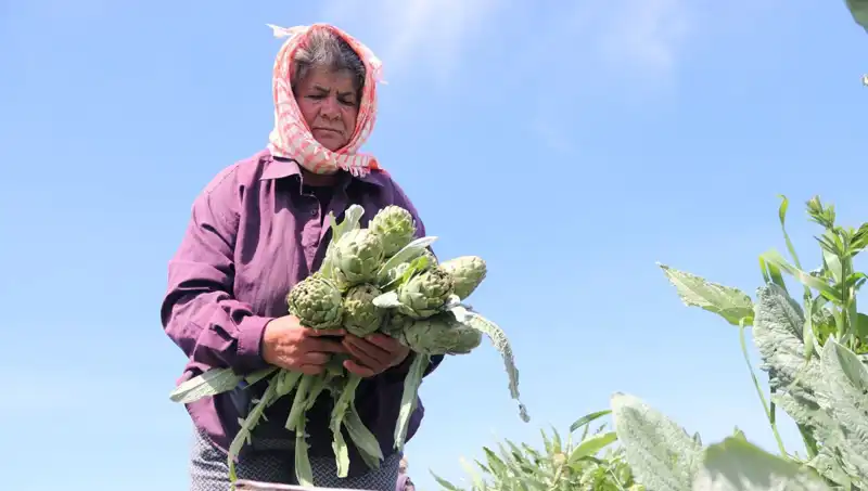 Tarladan Sofralara: Tezgahta Fiyatlar 50 TL’ye Ulaştı!