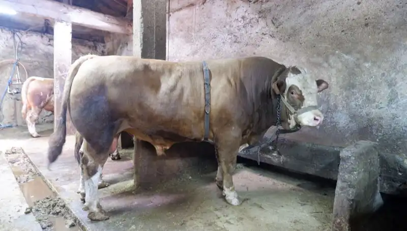 1 Ton 200 Kilo Değerli Malzeme Satışa Çıktı, Fiyatı Olay Oldu!