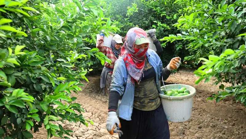 Marketlerde Sebze Fiyatları Düşüşe Geçiyor: Zeytin Hasadı Başladı