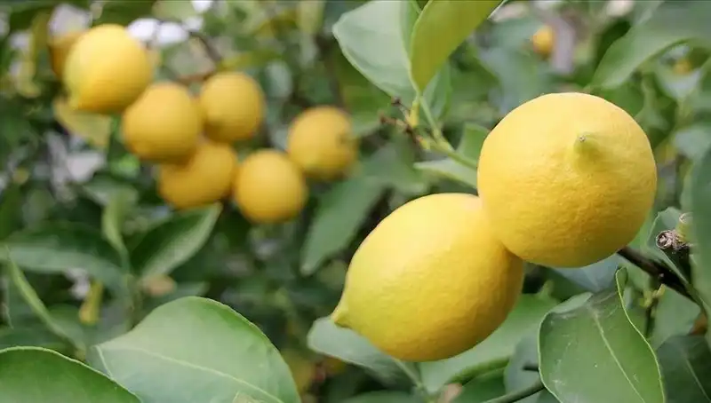 Limon Fiyatları Gözlerimizi Yaşartıyor: Adedi 24 Liraya Dayandı