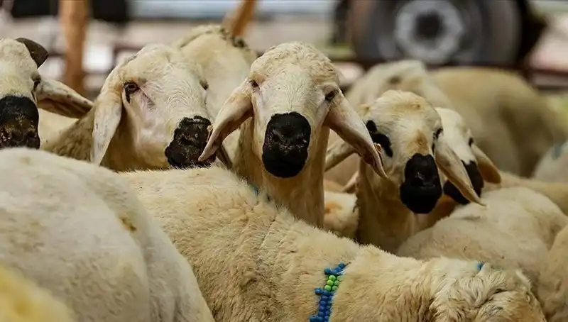 Kurban Bayramı Tatili Hakkında Tüm Detaylar Açıklandı, 9 Gün Olacak mı?