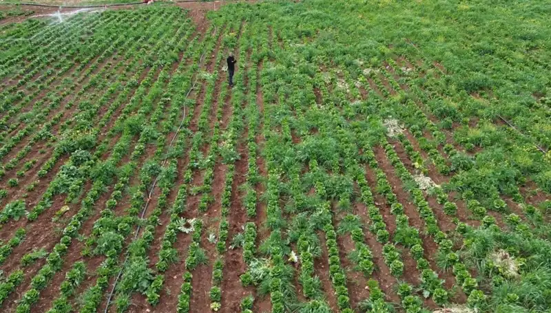 Marul Hasadında Büyük Kayıp: Kuraklık Etkileri Tarım Sektörünü Tehdit Ediyor