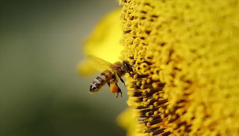 Arı Ölümlerinin Sırrı Çözüldü: Kır Çiçeklerindeki Zehir Tehlikesi!