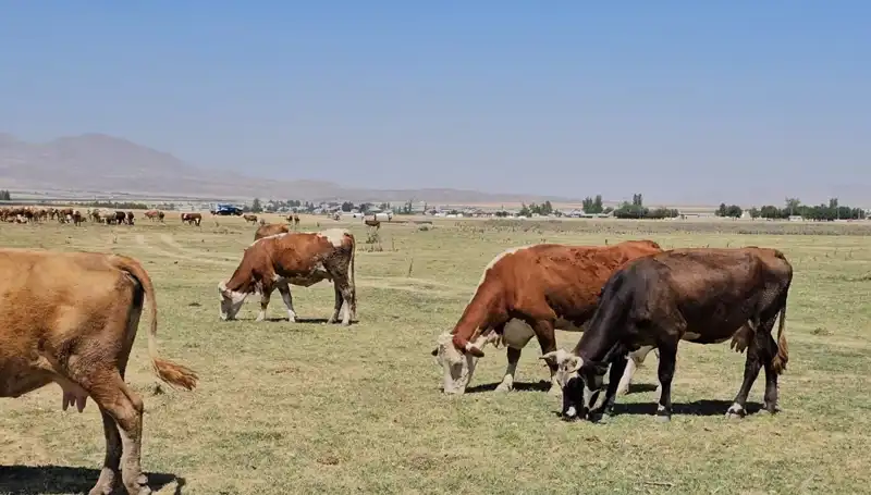 Arin Gölü Kurudu: Bölge Halkı Su Krisisiyle Yüzleşiyor