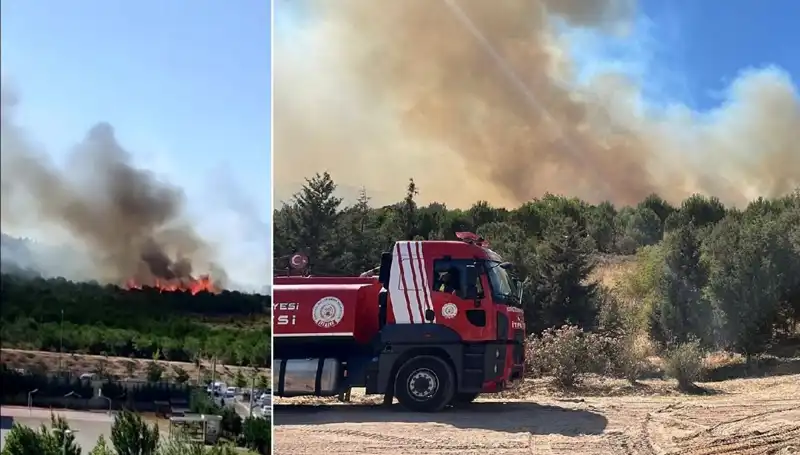 Gebze'de Orman Yangını: Doğanın Kalbinde Yaşanan Felaket