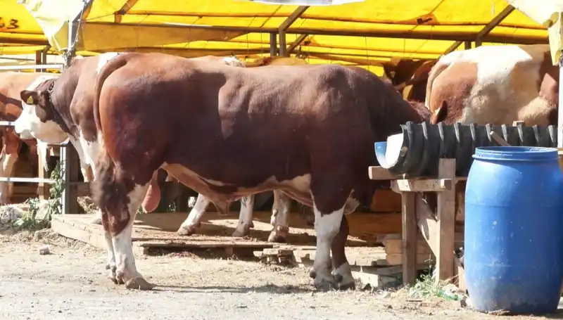 Kurban Pazarlarında Hareketlilik! Fiyatlar Yükseliyor, Alıcılar İlgili