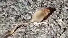 Tunceli’de Görülen Arap Tavşanı, Doğaseverlerin Gözdesi Oldu!