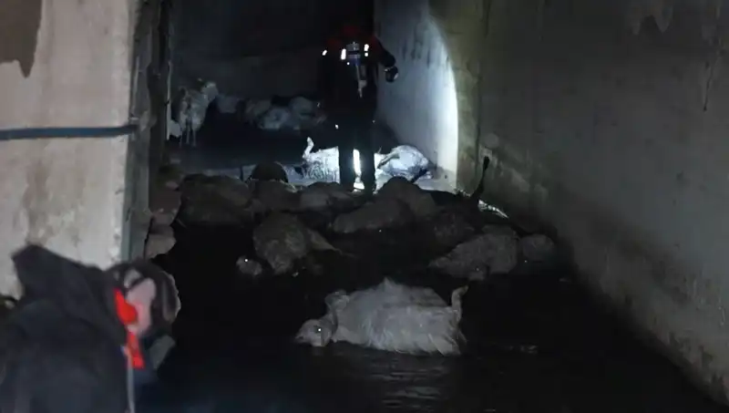Keskin Koku Üzerine Hayvanlarda Telef Olma Vakaları Artıyor