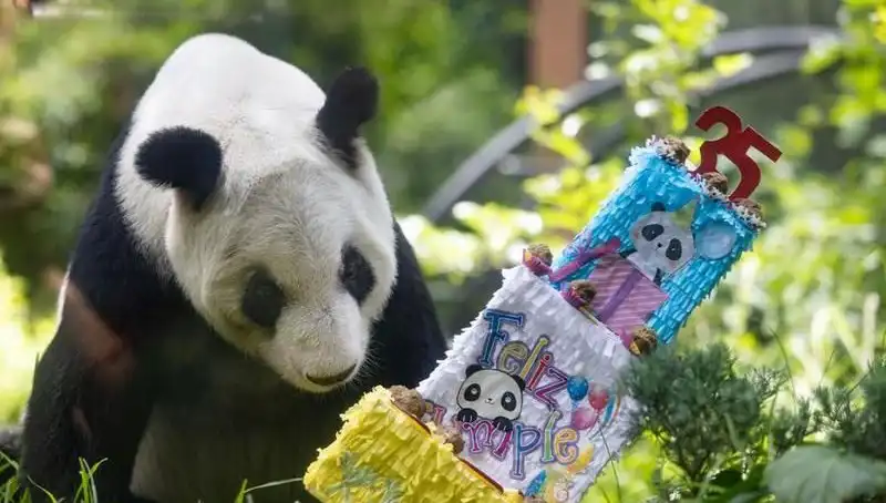 Dev Panda Xin Xin, 35 Yaşında Kutlama Gecesine Hazır