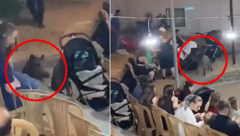 Düğün Kutlamasında Yaban Domuzu Sürprizi: Konuklar Şoke Oldu!