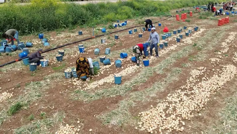 Soğan Hasadı Başladı: Marketlerde Fiyatlar Düşüşe Geçti!