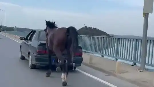 Adana'da Ata Eziyet Eden Kişiye Şok Tutuklama: Hayvan Hakları Mücadelesi Kazandı